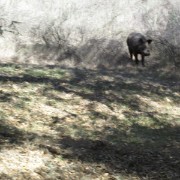 IMG 1526