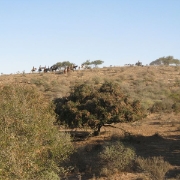 IMG 0556
