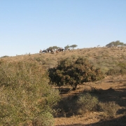 IMG 0558