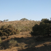 IMG 0559